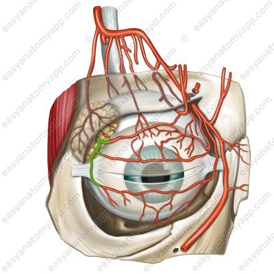 Lateral palpebral arteries (arteriae palpelrales laterales)
